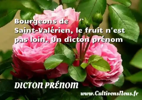 Bourgeons de Saint-Valérien, le fruit n est pas loin. Un dicton prénom DICTON PRÉNOM