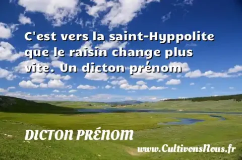 C est vers la saint-Hyppolite que le raisin change plus vite. Un dicton prénom DICTON PRÉNOM