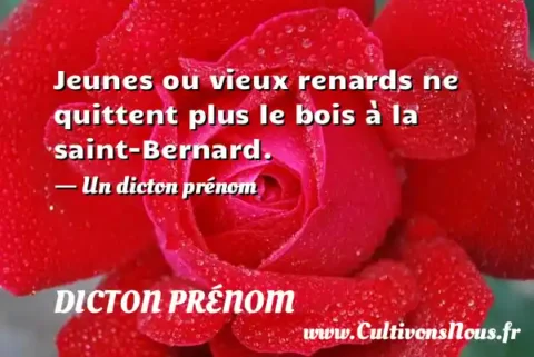 Jeunes ou vieux renards ne quittent plus le bois à la saint-Bernard. - Un dicton prénom DICTON PRÉNOM