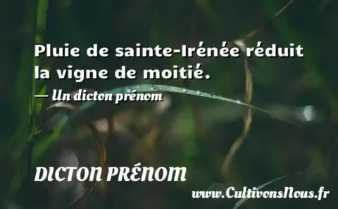 Pluie de sainte-Irénée réduit la vigne de moitié. - Un dicton prénom DICTON PRÉNOM