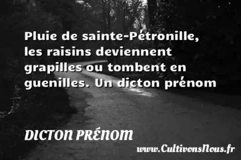 Pluie de sainte-Pétronille, les raisins deviennent grapilles ou tombent en guenilles. Un dicton prénom DICTON PRÉNOM