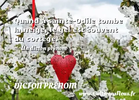 Quand à sainte-Odile tombe la neige, le gel est souvent du cortège. - Un dicton prénom DICTON PRÉNOM