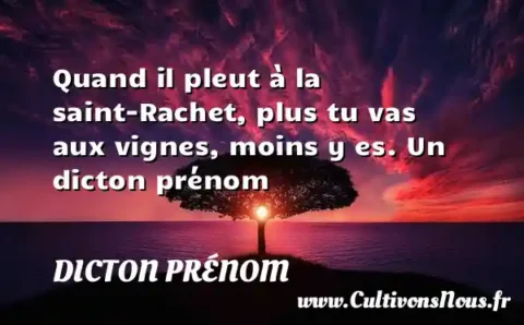 Quand il pleut à la saint-Rachet, plus tu vas aux vignes, moins y es. Un dicton prénom DICTON PRÉNOM