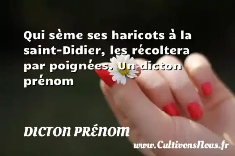 Qui sème ses haricots à la saint-Didier, les récoltera par poignées. Un dicton prénom DICTON PRÉNOM
