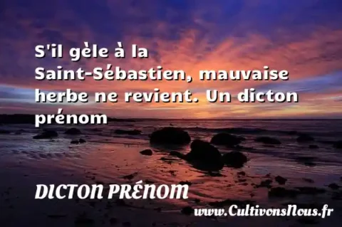 S il gèle à la Saint-Sébastien, mauvaise herbe ne revient. Un dicton prénom DICTON PRÉNOM