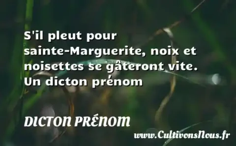 S il pleut pour sainte-Marguerite, noix et noisettes se gâteront vite. Un dicton prénom DICTON PRÉNOM