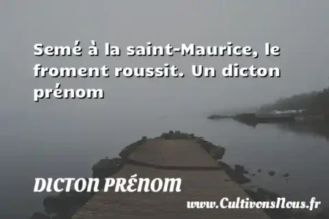 Semé à la saint-Maurice, le froment roussit. Un dicton prénom DICTON PRÉNOM