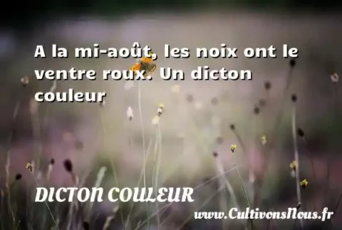 A la mi-août, les noix ont le ventre roux. Un dicton couleur DICTON COULEUR