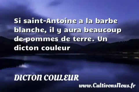 Si saint-Antoine a la barbe blanche, il y aura beaucoup de pommes de terre. Un dicton couleur DICTON COULEUR