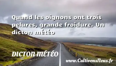 Quand les oignons ont trois pelures, grande froidure. Un dicton météo DICTON MÉTÉO
