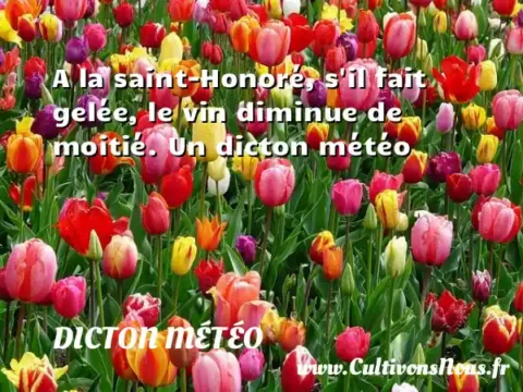A la saint-Honoré, s il fait gelée, le vin diminue de moitié. Un dicton météo DICTON MÉTÉO