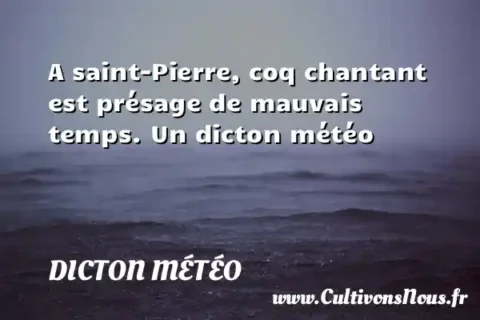A saint-Pierre, coq chantant est présage de mauvais temps. Un dicton météo DICTON MÉTÉO