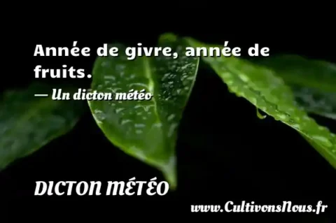 Année de givre, année de fruits. - Un dicton météo DICTON MÉTÉO