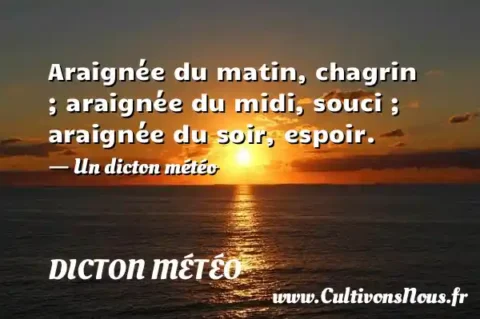 Araignée du matin, chagrin ; araignée du midi, souci ; araignée du soir, espoir. - Un dicton météo DICTON MÉTÉO