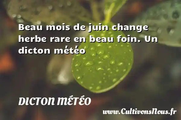 Beau mois de juin change herbe rare en beau foin. Un dicton météo DICTON MÉTÉO