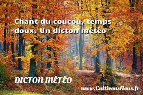 Chant du coucou, temps doux. Un dicton météo DICTON MÉTÉO