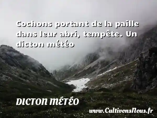 Cochons portant de la paille dans leur abri, tempête. Un dicton météo DICTON MÉTÉO