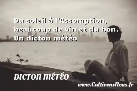 Du soleil à l Assomption, beaucoup de vin et du bon. Un dicton météo DICTON MÉTÉO