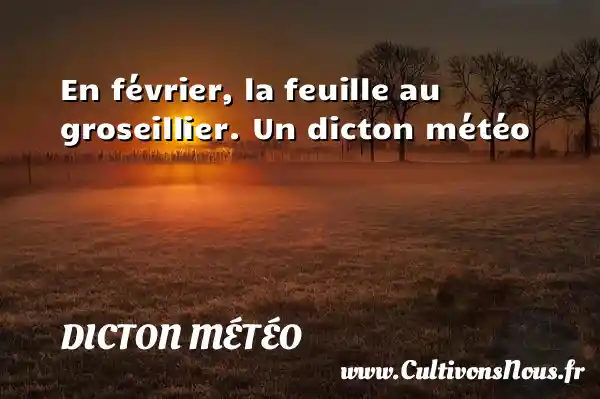 En février, la feuille au groseillier. Un dicton météo DICTON MÉTÉO