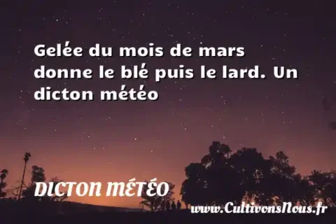 Gelée du mois de mars donne le blé puis le lard. Un dicton météo DICTON MÉTÉO