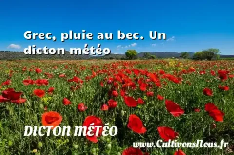 Grec, pluie au bec. Un dicton météo DICTON MÉTÉO