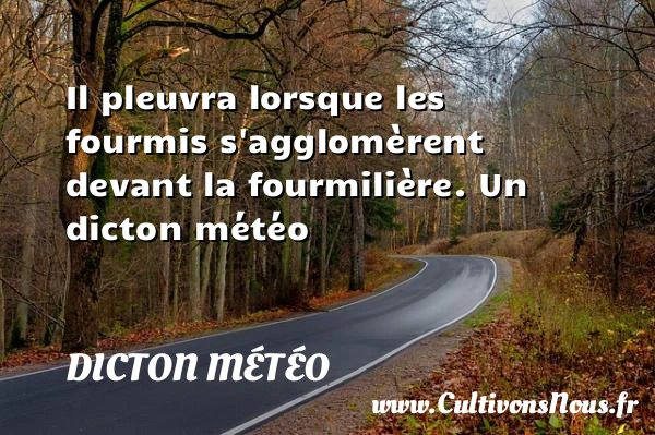 Il pleuvra lorsque les fourmis s’agglomèrent devant la - Dicton météo