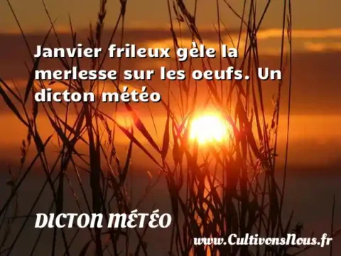 Janvier frileux gèle la merlesse sur les oeufs. Un dicton météo DICTON MÉTÉO