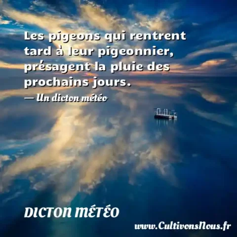 Les pigeons qui rentrent tard à leur pigeonnier, présagent la pluie des prochains jours. - Un dicton météo DICTON MÉTÉO