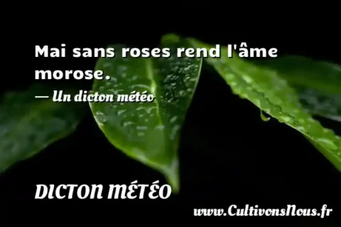 Mai sans roses rend l âme morose. - Un dicton météo DICTON MÉTÉO