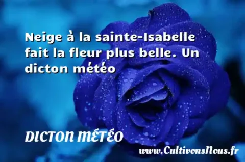 Neige à la sainte-Isabelle fait la fleur plus belle. Un dicton météo DICTON MÉTÉO