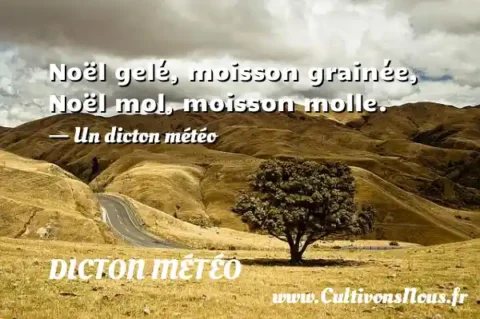 Noël gelé, moisson grainée, Noël mol, moisson molle. - Un dicton météo DICTON MÉTÉO