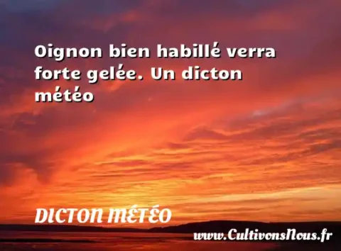 Oignon bien habillé verra forte gelée. Un dicton météo DICTON MÉTÉO