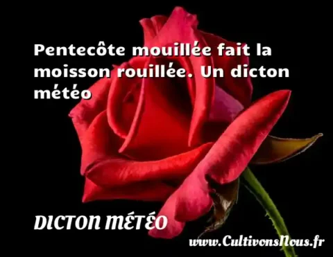 Pentecôte mouillée fait la moisson rouillée. Un dicton météo DICTON MÉTÉO