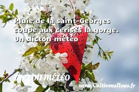 Pluie de la saint-Georges coupe aux cerises la gorge. Un dicton météo DICTON MÉTÉO