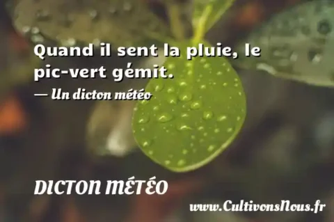 Quand il sent la pluie, le pic-vert gémit. - Un dicton météo DICTON MÉTÉO