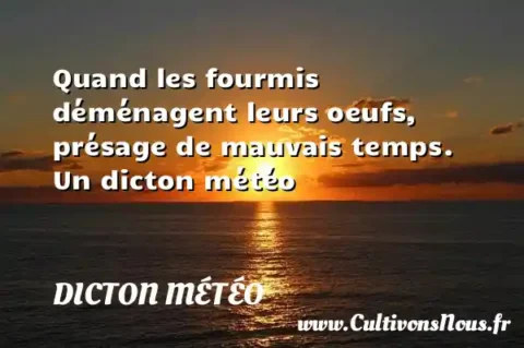 Quand les fourmis déménagent leurs oeufs, présage de mauvais temps. Un dicton météo DICTON MÉTÉO
