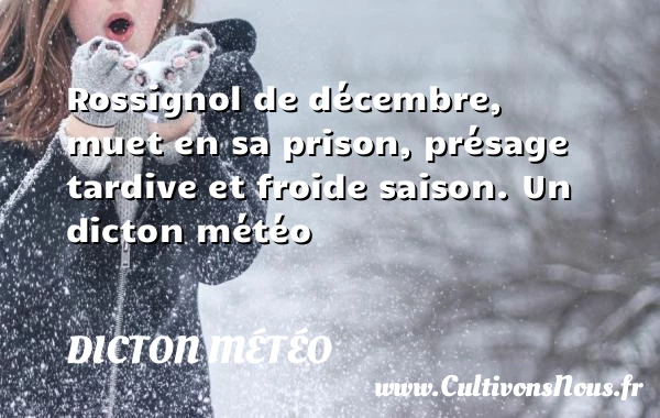 Rossignol de décembre, muet en sa prison, présage tardive et froide - Dicton météo