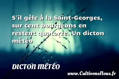 S il gèle à la Saint-Georges, sur cent bourgeons en restent quatorze. Un dicton météo DICTON MÉTÉO