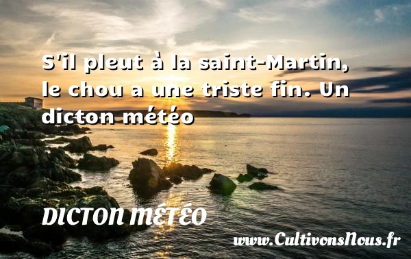 S’il pleut à la saint-Martin, le chou a - Dicton météo
