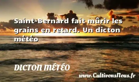 Saint-Bernard fait mûrir les grains en retard. Un dicton météo DICTON MÉTÉO