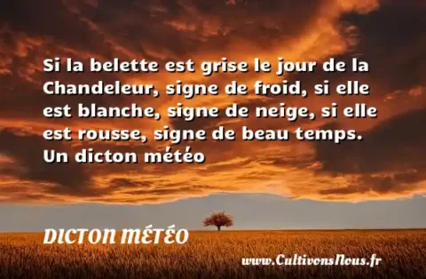Si la belette est grise le jour de la Chandeleur, signe de froid, si elle est blanche, signe de neige, si elle est rousse, signe de beau temps. Un dicton météo DICTON MÉTÉO