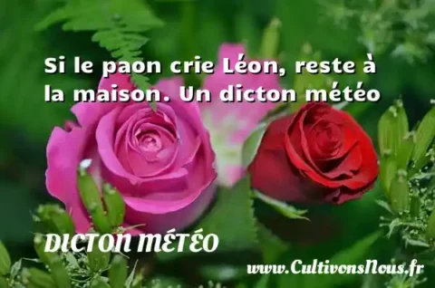 Si le paon crie Léon, reste à la maison. Un dicton météo DICTON MÉTÉO