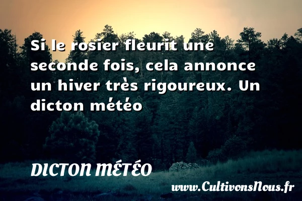 Si le rosier fleurit une seconde fois, cela annonce - Dicton météo