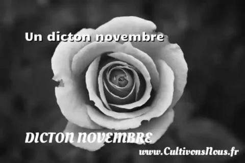Un dicton novembre DICTON NOVEMBRE