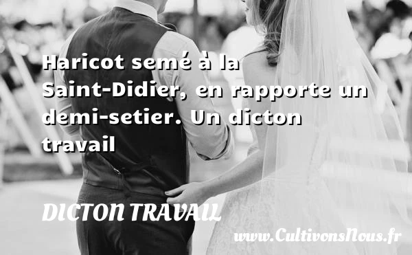 Haricot semé à la Saint-Didier, en rapporte un - Dicton travail