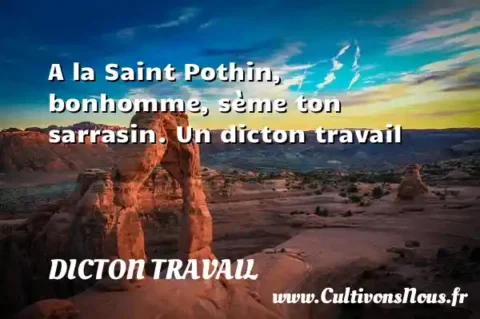 A la Saint Pothin, bonhomme, sème ton sarrasin. Un dicton travail DICTON TRAVAIL