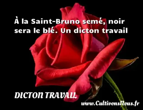 À la Saint-Bruno semé, noir sera le blé. Un dicton travail DICTON TRAVAIL