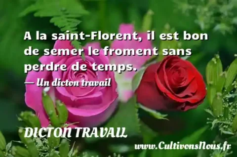 A la saint-Florent, il est bon de semer le froment sans perdre de temps. - Un dicton travail DICTON TRAVAIL