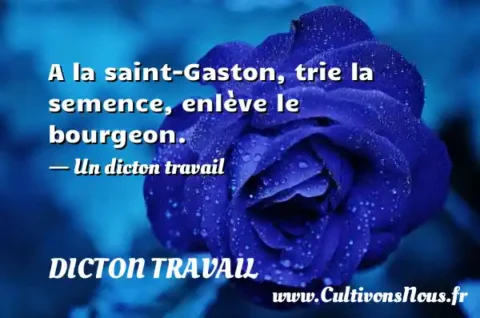 A la saint-Gaston, trie la semence, enlève le bourgeon. - Un dicton travail DICTON TRAVAIL
