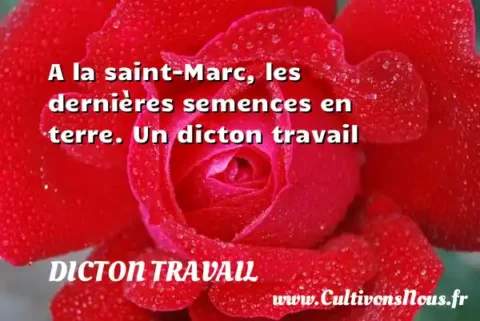 A la saint-Marc, les dernières semences en terre. Un dicton travail DICTON TRAVAIL